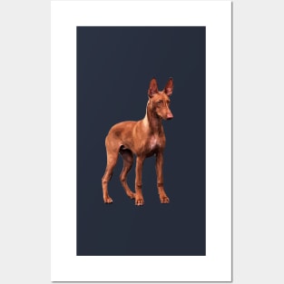 Pharaoh Hound Dog Posters and Art